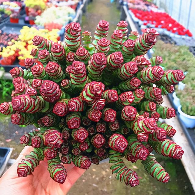 乳种翡翠知识入门翡翠基础知识入门-第51张图片-翡翠网 乳种翡翠知识入门翡翠基础知识入门-第51张图片-翡翠网