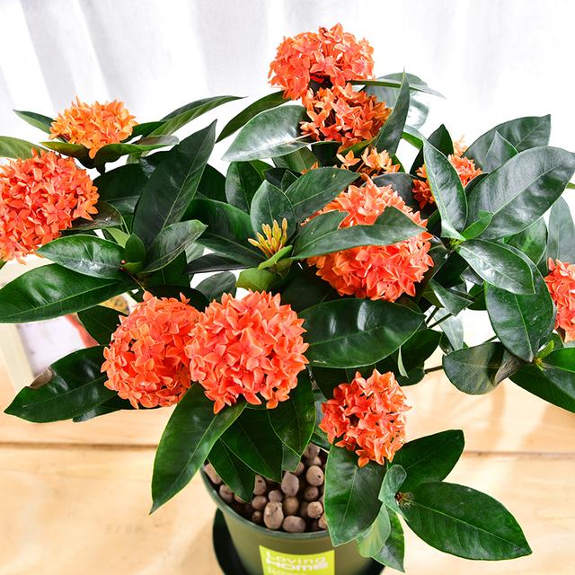 乳种翡翠知识入门翡翠基础知识入门-第52张图片-翡翠网 乳种翡翠知识入门翡翠基础知识入门-第52张图片-翡翠网