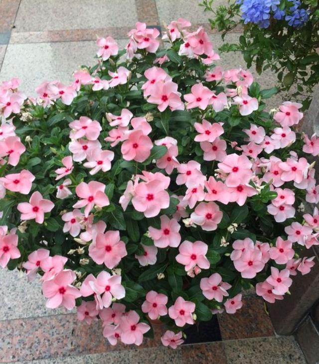 乳种翡翠知识入门翡翠基础知识入门-第53张图片-翡翠网 乳种翡翠知识入门翡翠基础知识入门-第53张图片-翡翠网