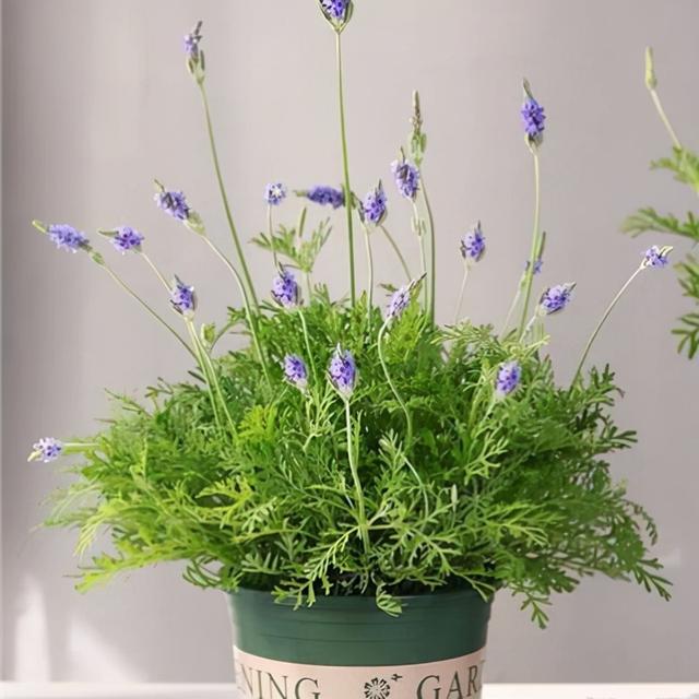 乳种翡翠知识入门翡翠基础知识入门-第55张图片-翡翠网 乳种翡翠知识入门翡翠基础知识入门-第55张图片-翡翠网