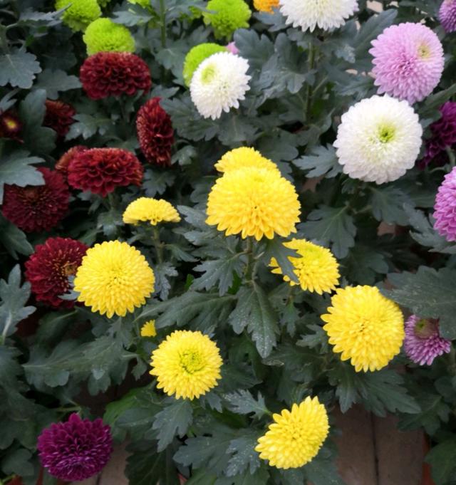 乳种翡翠知识入门翡翠基础知识入门-第56张图片-翡翠网 乳种翡翠知识入门翡翠基础知识入门-第56张图片-翡翠网