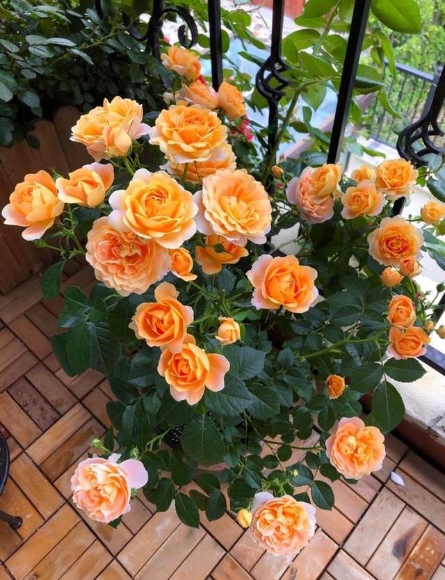 乳种翡翠知识入门翡翠基础知识入门-第58张图片-翡翠网 乳种翡翠知识入门翡翠基础知识入门-第58张图片-翡翠网