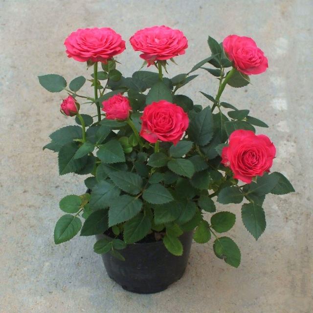 乳种翡翠知识入门翡翠基础知识入门-第59张图片-翡翠网 乳种翡翠知识入门翡翠基础知识入门-第59张图片-翡翠网