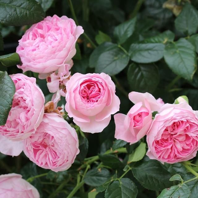 乳种翡翠知识入门翡翠基础知识入门-第60张图片-翡翠网 乳种翡翠知识入门翡翠基础知识入门-第60张图片-翡翠网