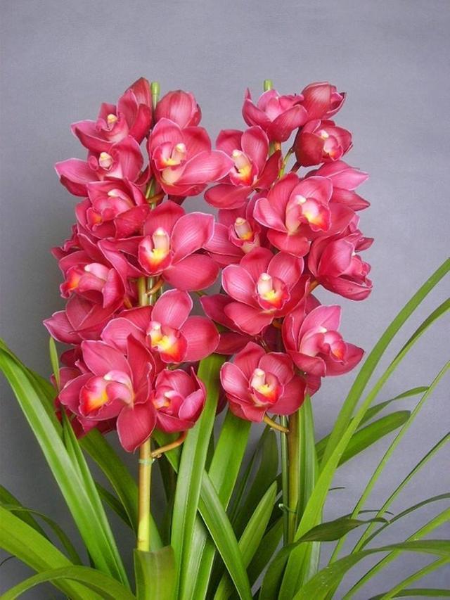 乳种翡翠知识入门翡翠基础知识入门-第61张图片-翡翠网 乳种翡翠知识入门翡翠基础知识入门-第61张图片-翡翠网