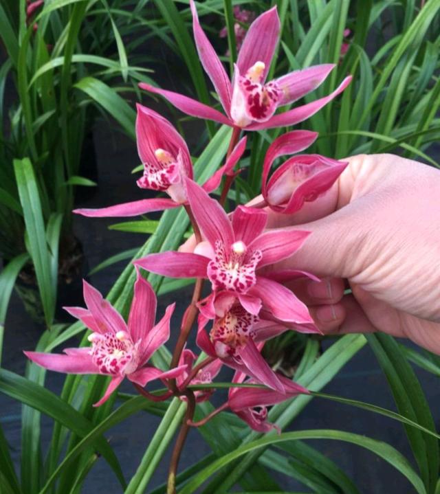 乳种翡翠知识入门翡翠基础知识入门-第62张图片-翡翠网 乳种翡翠知识入门翡翠基础知识入门-第62张图片-翡翠网