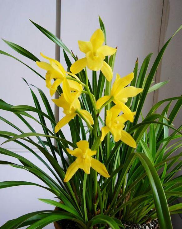 乳种翡翠知识入门翡翠基础知识入门-第64张图片-翡翠网 乳种翡翠知识入门翡翠基础知识入门-第64张图片-翡翠网