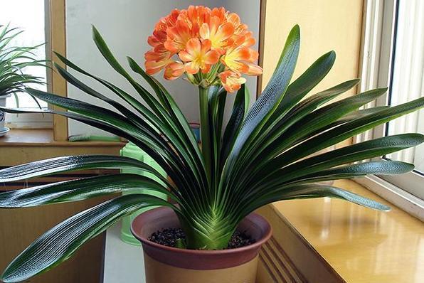 乳种翡翠知识入门翡翠基础知识入门-第65张图片-翡翠网 乳种翡翠知识入门翡翠基础知识入门-第65张图片-翡翠网