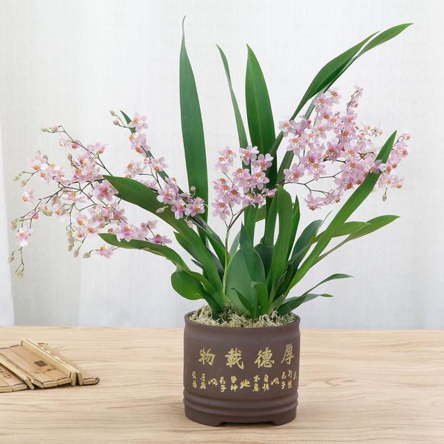 乳种翡翠知识入门翡翠基础知识入门-第66张图片-翡翠网 乳种翡翠知识入门翡翠基础知识入门-第66张图片-翡翠网