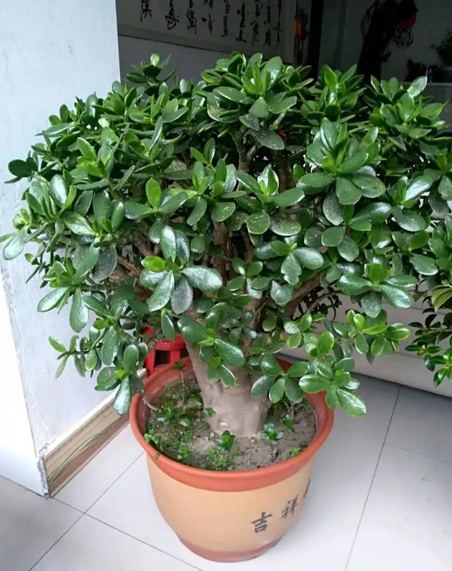 乳种翡翠知识入门翡翠基础知识入门-第68张图片-翡翠网 乳种翡翠知识入门翡翠基础知识入门-第68张图片-翡翠网