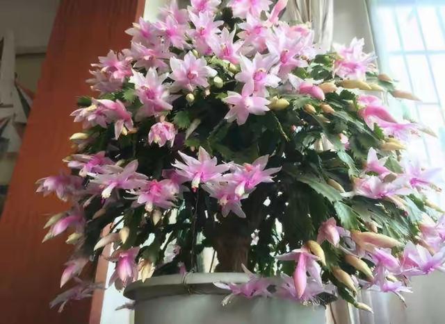 乳种翡翠知识入门翡翠基础知识入门-第69张图片-翡翠网 乳种翡翠知识入门翡翠基础知识入门-第69张图片-翡翠网