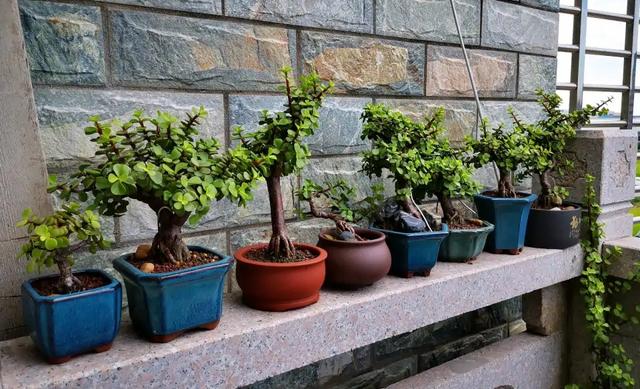 乳种翡翠知识入门翡翠基础知识入门-第71张图片-翡翠网 乳种翡翠知识入门翡翠基础知识入门-第71张图片-翡翠网