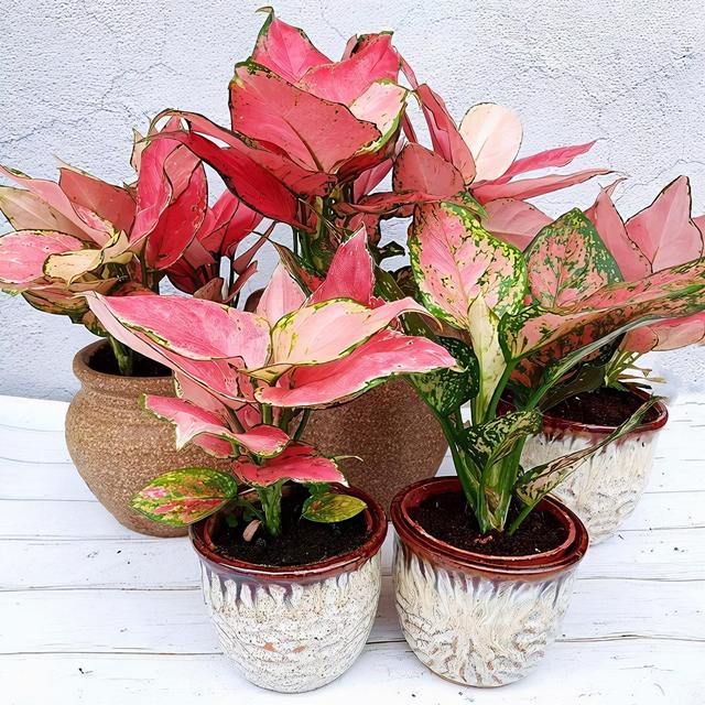 乳种翡翠知识入门翡翠基础知识入门-第72张图片-翡翠网 乳种翡翠知识入门翡翠基础知识入门-第72张图片-翡翠网