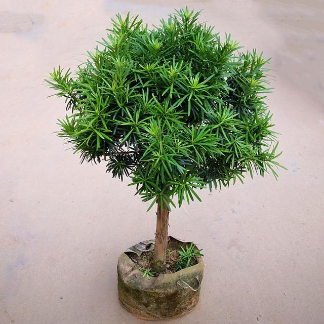 乳种翡翠知识入门翡翠基础知识入门-第73张图片-翡翠网 乳种翡翠知识入门翡翠基础知识入门-第73张图片-翡翠网