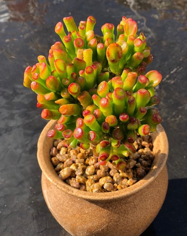 乳种翡翠知识入门翡翠基础知识入门-第74张图片-翡翠网 乳种翡翠知识入门翡翠基础知识入门-第74张图片-翡翠网