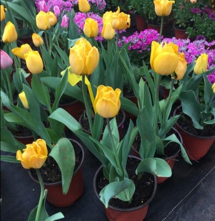 乳种翡翠知识入门翡翠基础知识入门-第75张图片-翡翠网 乳种翡翠知识入门翡翠基础知识入门-第75张图片-翡翠网