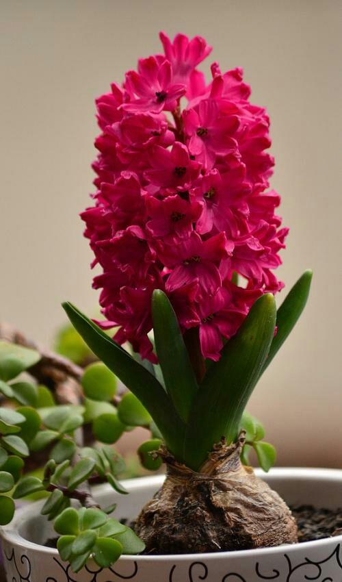 乳种翡翠知识入门翡翠基础知识入门-第76张图片-翡翠网 乳种翡翠知识入门翡翠基础知识入门-第76张图片-翡翠网