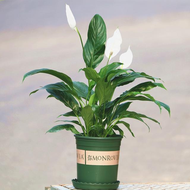 乳种翡翠知识入门翡翠基础知识入门-第78张图片-翡翠网 乳种翡翠知识入门翡翠基础知识入门-第78张图片-翡翠网