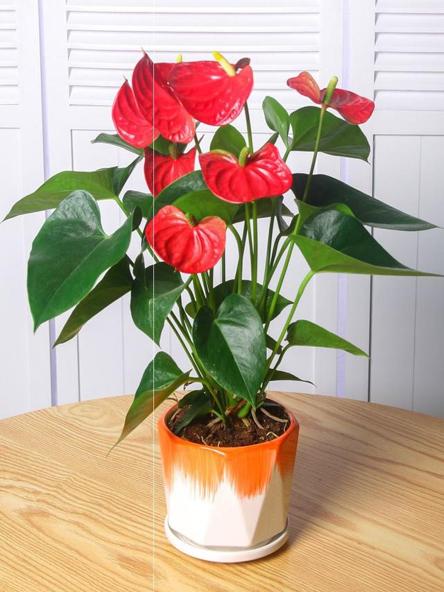 乳种翡翠知识入门翡翠基础知识入门-第79张图片-翡翠网 乳种翡翠知识入门翡翠基础知识入门-第79张图片-翡翠网