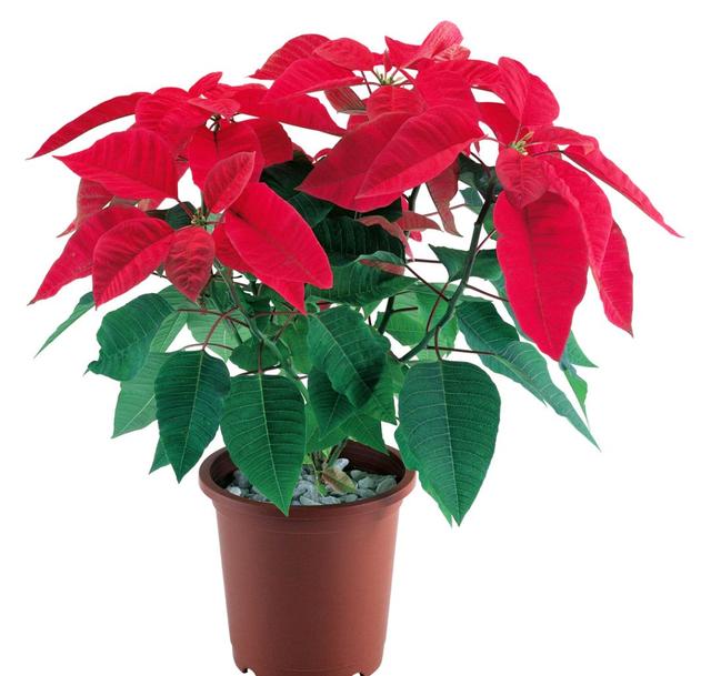 乳种翡翠知识入门翡翠基础知识入门-第80张图片-翡翠网 乳种翡翠知识入门翡翠基础知识入门-第80张图片-翡翠网