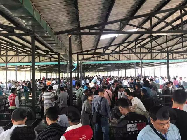 翡翠原石上的编号翡翠原石赌石技巧图解-第3张图片-翡翠网 翡翠原石上的编号翡翠原石赌石技巧图解-第3张图片-翡翠网