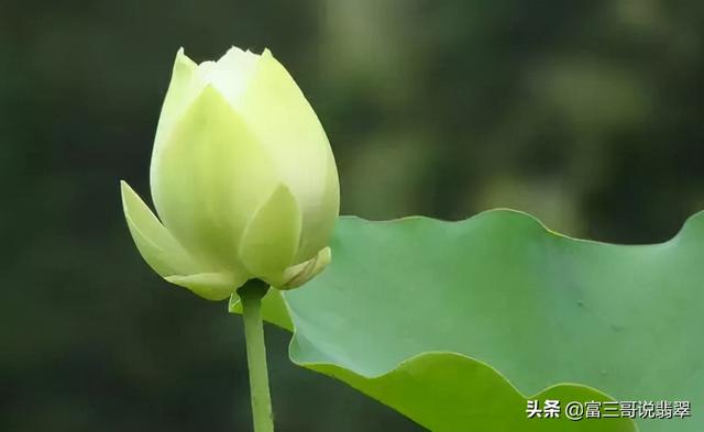 翡翠芙蓉知识的简单介绍-第10张图片-翡翠网 翡翠芙蓉知识的简单介绍-第10张图片-翡翠网