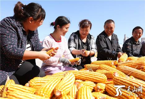 包含直播百度世界大会2021玉农416麦种子的词条-第2张图片-翡翠网 包含直播百度世界大会2021玉农416麦种子的词条-第2张图片-翡翠网