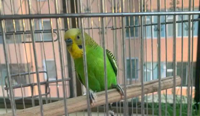 虎皮翡翠价格,糯种豆绿翡翠手镯-第1张图片-翡翠网 虎皮翡翠价格,糯种豆绿翡翠手镯-第1张图片-翡翠网