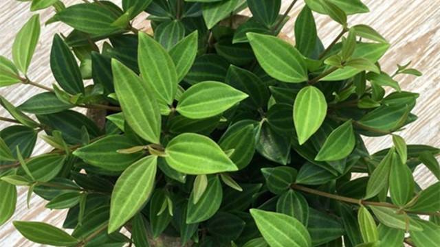 钻石翡翠植物的价格钻石翡翠烂根怎么处理-第1张图片-翡翠网 钻石翡翠植物的价格钻石翡翠烂根怎么处理-第1张图片-翡翠网