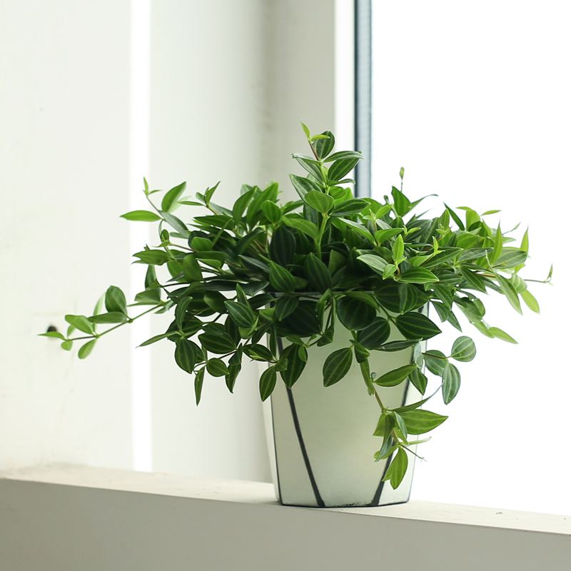 钻石翡翠植物的价格钻石翡翠烂根怎么处理-第2张图片-翡翠网 钻石翡翠植物的价格钻石翡翠烂根怎么处理-第2张图片-翡翠网