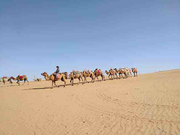 包含腾格里的骆驼翡翠手镯的词条-第1张图片-翡翠网 包含腾格里的骆驼翡翠手镯的词条-第1张图片-翡翠网