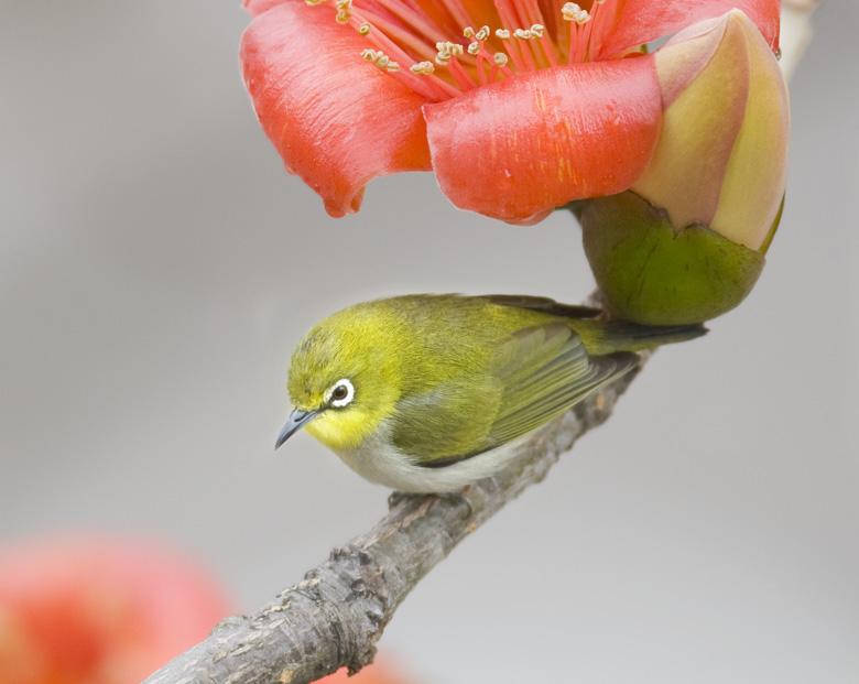 木棉花翡翠原石,翡翠原石基地价格-第2张图片-翡翠网 木棉花翡翠原石,翡翠原石基地价格-第2张图片-翡翠网