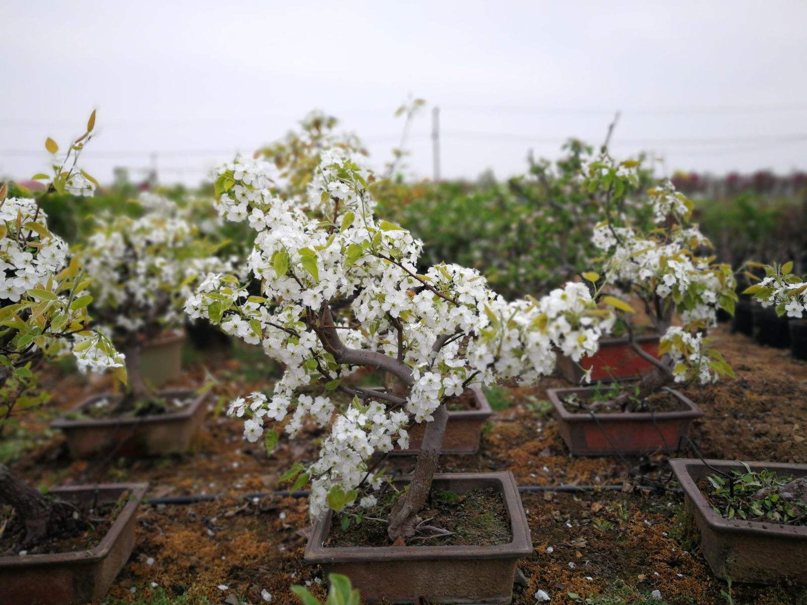 水晶逐一而归在线阅读,逐一而归水晶海棠-第1张图片-翡翠网 水晶逐一而归在线阅读,逐一而归水晶海棠-第1张图片-翡翠网