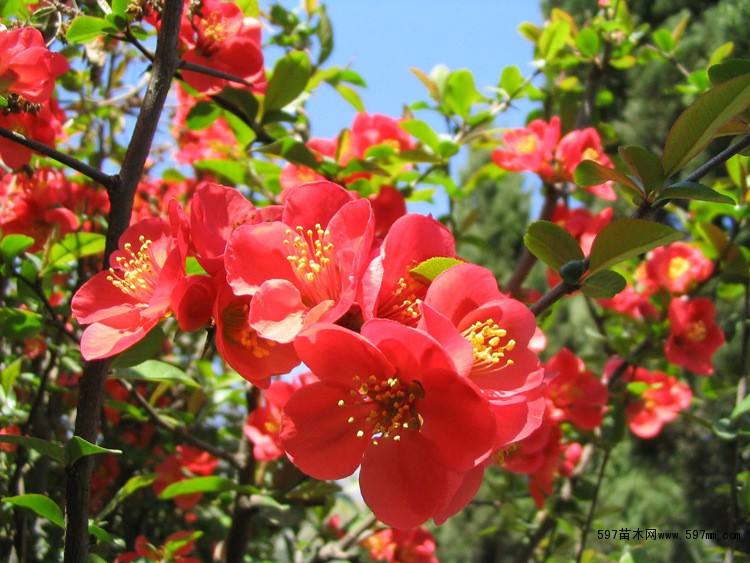 水晶逐一而归在线阅读,逐一而归水晶海棠-第2张图片-翡翠网 水晶逐一而归在线阅读,逐一而归水晶海棠-第2张图片-翡翠网