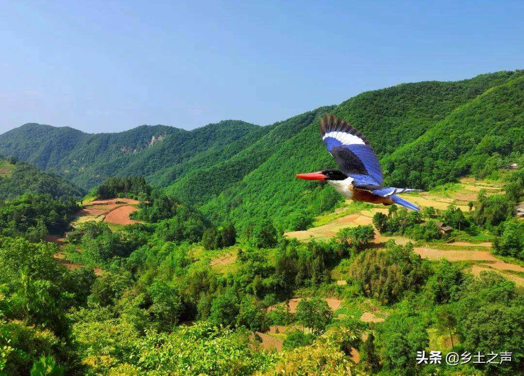 蓝翡翠鸟价格,蓝翡翠是翠鸟吗-第1张图片-翡翠网 蓝翡翠鸟价格,蓝翡翠是翠鸟吗-第1张图片-翡翠网