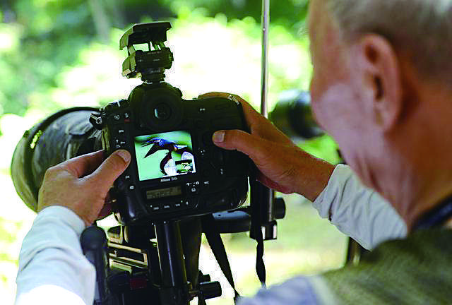 蓝翡翠鸟价格,蓝翡翠是翠鸟吗-第2张图片-翡翠网 蓝翡翠鸟价格,蓝翡翠是翠鸟吗-第2张图片-翡翠网