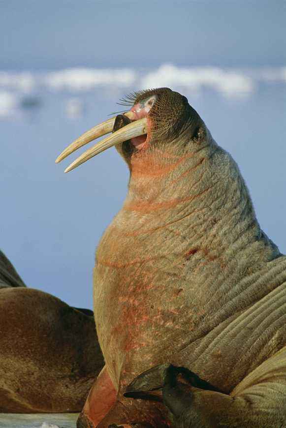 人形海象翡翠知识,人形海象讲的是什么-第1张图片-翡翠网 人形海象翡翠知识,人形海象讲的是什么-第1张图片-翡翠网