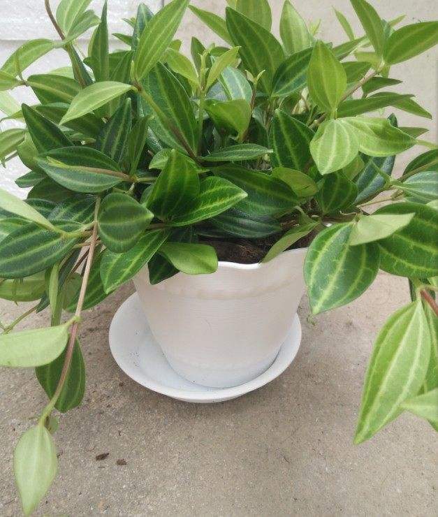 钻石翡翠绿植钻石翡翠植物价格-第1张图片-趣盘玩