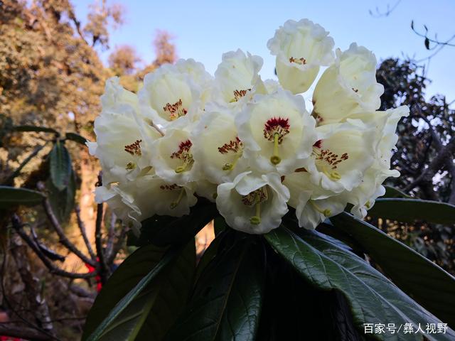 杜鹃王翡翠原石图片玛瑙杜鹃花图片-第1张图片-翡翠网 杜鹃王翡翠原石图片玛瑙杜鹃花图片-第1张图片-翡翠网