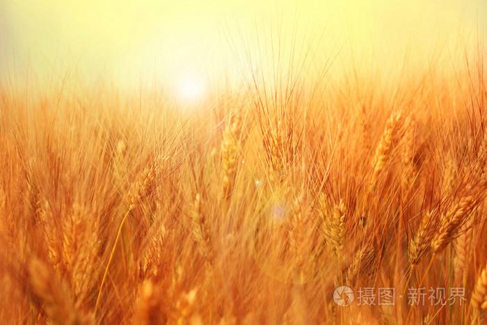 金黄金黄的什么类似词语金黄金黄的什么-第2张图片-翡翠网 金黄金黄的什么类似词语金黄金黄的什么-第2张图片-翡翠网