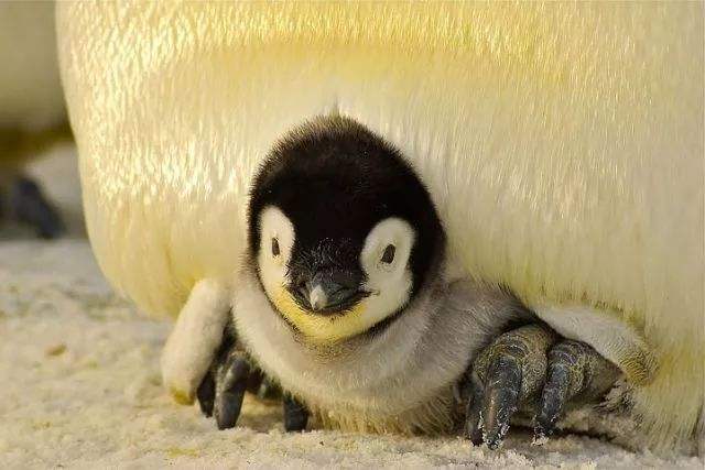 南极发现全球首只黄金企鹅,南极发现全球首只金色企鹅-第2张图片-翡翠网