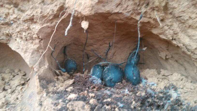 小块翡翠原石,有蚂蚁窝形状的翡翠原石-第1张图片-翡翠网 小块翡翠原石,有蚂蚁窝形状的翡翠原石-第1张图片-翡翠网