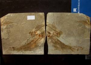 北京顺义加工翡翠原石,义县原石翡翠-第2张图片-翡翠网 北京顺义加工翡翠原石,义县原石翡翠-第2张图片-翡翠网