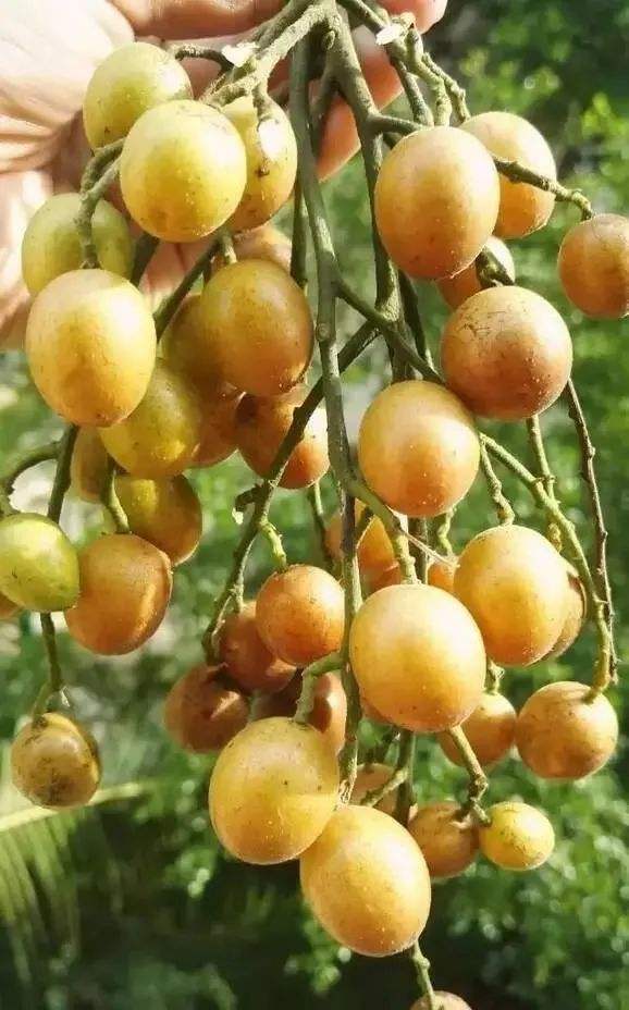 黄金果好吃吗黄金果-第1张图片-翡翠网 黄金果好吃吗黄金果-第1张图片-翡翠网