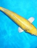 被称为软黄金的鱼类是哪种鱼,被称为软黄金的是什么鱼-第1张图片-翡翠网 被称为软黄金的鱼类是哪种鱼,被称为软黄金的是什么鱼-第1张图片-翡翠网