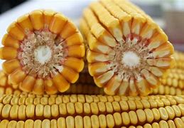 黄金玉米粒黄金玉米-第1张图片-翡翠网 黄金玉米粒黄金玉米-第1张图片-翡翠网