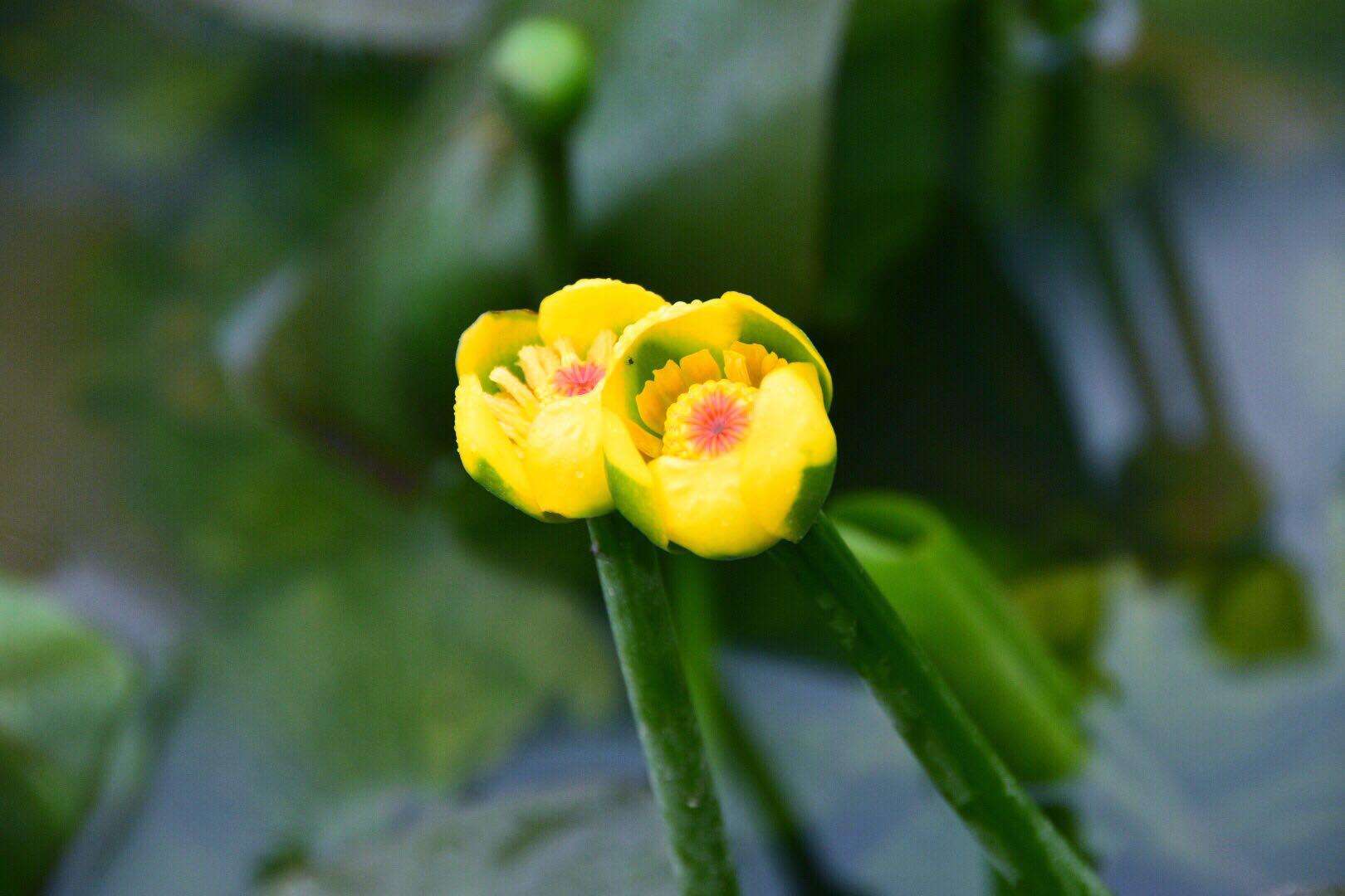 黄金莲,黄金莲花手链寓意是什么-第1张图片-翡翠网 黄金莲,黄金莲花手链寓意是什么-第1张图片-翡翠网