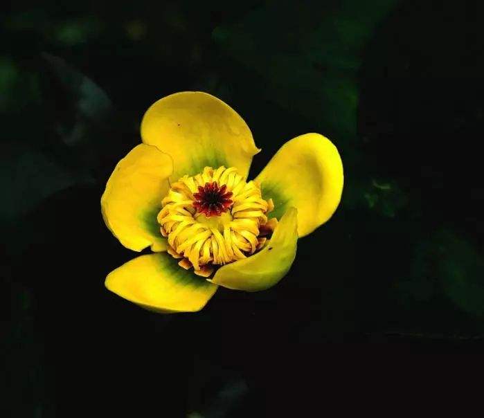 黄金莲,黄金莲花手链寓意是什么-第2张图片-翡翠网 黄金莲,黄金莲花手链寓意是什么-第2张图片-翡翠网