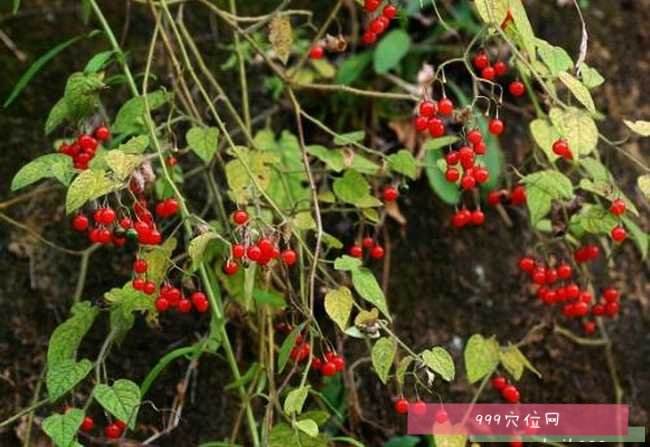 白英的功效与作用及禁忌的功效与作用白英的功效与作用-第1张图片-翡翠网