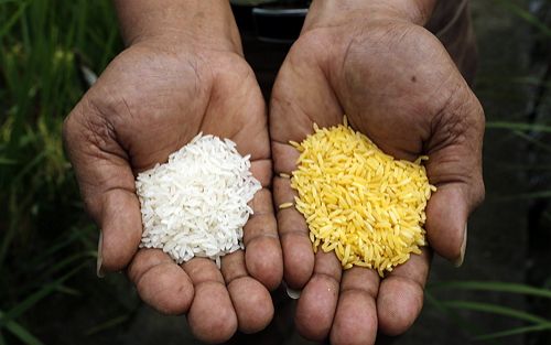 黄金大米事件,黄金大米-第2张图片-翡翠网 黄金大米事件,黄金大米-第2张图片-翡翠网